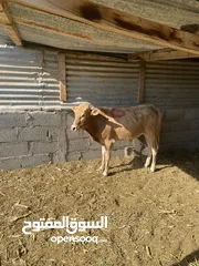  4 أبقار للبيع