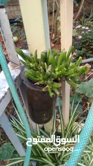  1 الواحة الخضراء  اعمال تقليم زراعة وعناية وترتيب حول المنزل