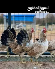  1 مطلوب دجاج عرب