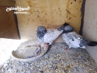  1 حمام للبيع جواز و حبات كش