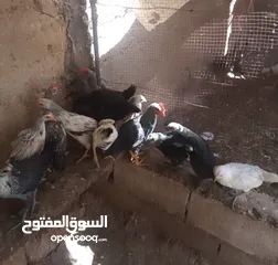  1 صوصان دجاج عمر شهرين 14 منهن 3ديوك منهن 6 فيومي