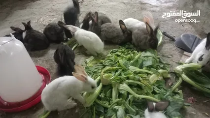  9 Rabbit   For Sell Holandi  150.Darhim each pm me more in fo