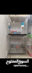  1 قفاص عصفير