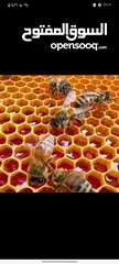  7 مناحل الشوافي لأجود أنواع العسل اليمني للتواصل