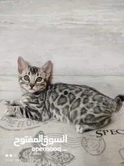  4 بنغال bengals