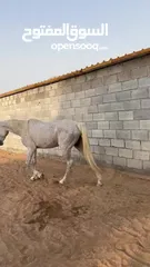  2 خيل   في راس الخيمة