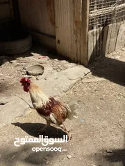  3 ديج ودجاجه للبيع حلوات مال بيت صحه خير من الله