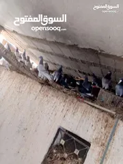  10 حمام بلدي نخب