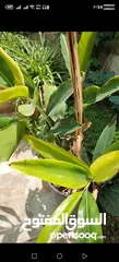  5 اشتال نبات الهيل من النوادر في الأردن الكميه محدوده