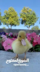  1 بطه مع اغراضها