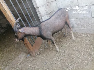  3 البينو الايطالي جدي