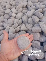 9 نجيل طبيعي ونجيل ديكوندرا