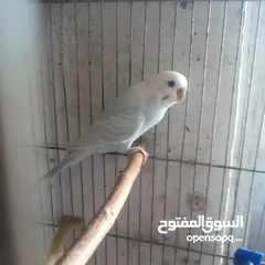  21 طيور حب للبيع سعر الجوز 15دينار مع قفص والمعالفه وبياضاه . طيور حب انجليزي