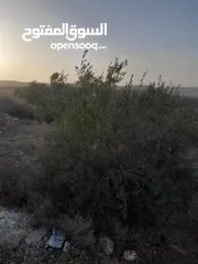  1 ارض مزروعة زيتون للبيع