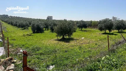 2 أرض سكنية تنظيم أ على شارعين من المالك مباشرة في أجمل مناطق حسبان وبأقل سعر مزروعة زيتون معمِّر