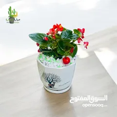  12 توزيعات للمناسبات والهدايا  وقواوير زينة داخل المنزل