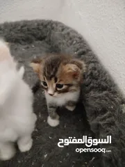  13 قطط شيرازي للبيع موجودين في عناتا