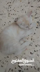  2 بسھ لونھا اشقر من بسھ شيرازي