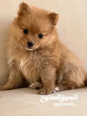  1 جراء بومرنيان للبيع العمر 3 شهور