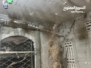  4 يوجد لدي مزرعة طائر فنك(زيبرا) للبيع مزرعه كامله 300جوز....جوز ع