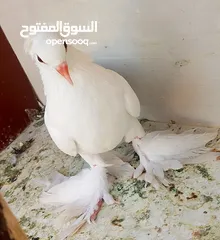  11 حمام للبيع