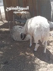  2 خروف للبيع عمره 8شهور ربي يبارك