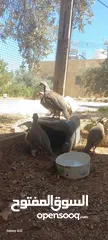 8 خمسة ذكور حجل  للبيع