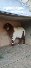  2 خارف رمسي للبيع