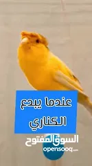  6 تشكيلة كنارات خرافية البيع عالسمع اذا مش نار ومغنى احلى من ام كلتوم لا تشيل تعال عالوصف