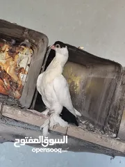  10 بلوني الماني جوز اسود و اصفر و طيرة صفره و فراخ
