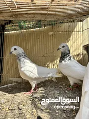  3 ازواج باكستاني طيران