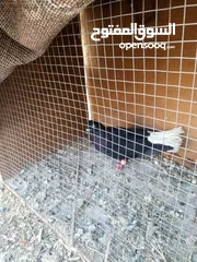  4 جوز حمام نوريات سود بصلا علا النبي