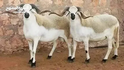  28 لحام متنقل ذبح أضاحي خاروف عجل بلدي جمل غنم بلدي روماني برزيلي كولمبي اسباني خروف بلدي جزار متنقل