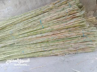  5 قصيب لدعم الشتال ولمعرشات موجود كميات كبيرة