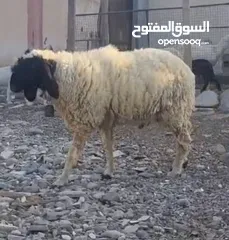  1 للبيع كبش كشميري