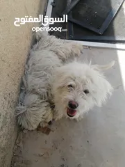  2 كلاب مالتيز