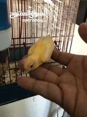  9 جوزين كناري معهن كل جوز 3فراخ وفيه 5فراخ عمر 5اشهر