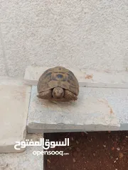  2 ثلاث سلاحف للبيع