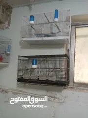  7 مطاير للبيع