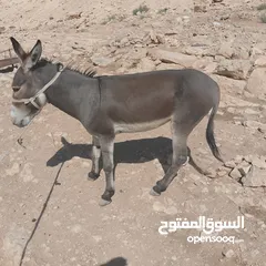  1 حمار فحل للبيع