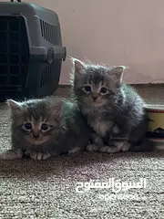  9 قطط اناث وذكور شانشيلا للبيع بسعر مغري جدًا في اربد