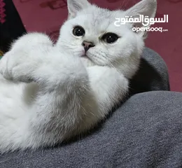  2 سكوتش عمره 3 اشهر