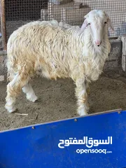  1 كبش نجدي مشروع فحل لون ابيض