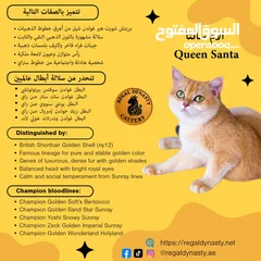  23 High-level British Shorthair kittens with pedigree