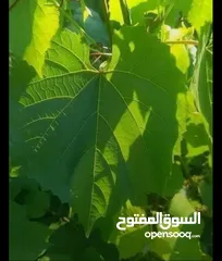  1 ورق عنب طازج قطف يومي عالي الجوده ويوجدخدمت توصيل لباب البيت