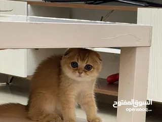  1 قطط سكوتشات