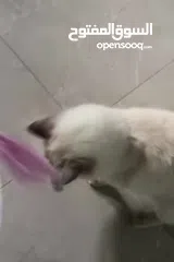  2 قطة سكتش ستريت