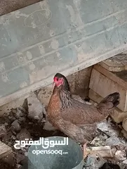  7 دجاجتين عرب صحه خير من الله مال بيت  