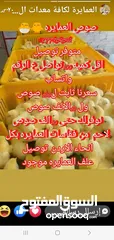 32 صوص لاحم مزارع   اعلاف ذره صويا شعير وعده محلات الدجاج   كيا فنتيرا موديل 1999ازرق كاش اواقساط