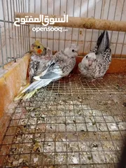  9 كوكتيل وايت فيس